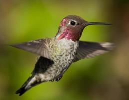 colibrì foto
