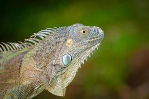 testa di iguana verde foto