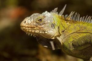 iguana antillea minore foto
