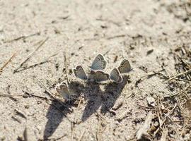 uno stormo di farfalle si crogiola al sole. foto