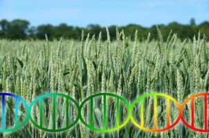 modifica del genoma o ingegneria genetica elica del dna su colture di campi di grano foto