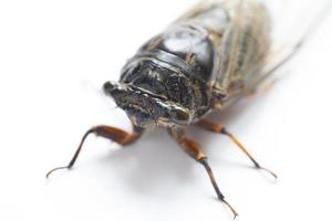 insetto della cicala isolato su bianco foto