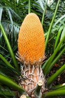 cycas circinalis o regina sago, cono maschio foto