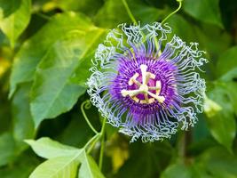 passiflora o vite della passione o passiflora edulis foto