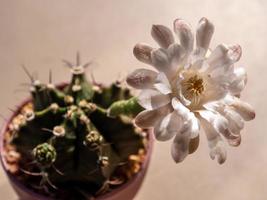 fiore di cactus gymnocalycium primo piano bianco e colore marrone chiaro petalo delicato foto