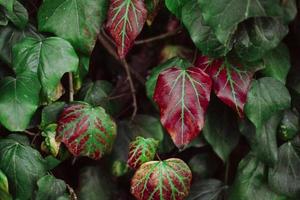 l'edera lascia la struttura verde rossa e gialla foto