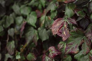 l'edera lascia la struttura verde rossa e gialla foto