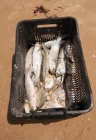 il pesce fresco pescato viene posto in una cassa di plastica per essere venduto ai ristoranti locali lungo la spiaggia di caraiva, in brasile foto
