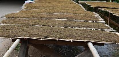 asciugare le foglie di tabacco che erano state affettate sul pannello di bambù con la luce solare naturale. foto