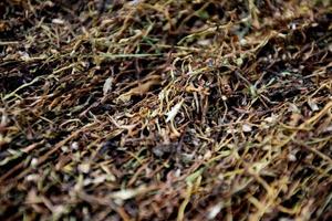 asciugare le foglie di tabacco che erano state affettate sul pannello di bambù con la luce solare naturale. foto