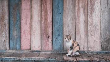 un gatto è seduto pensieroso davanti a un negozio chiuso foto