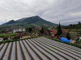 l'uso della plastica per l'industria agricola è ancora necessario per prevenire la crescita dell'erba attorno ai prodotti delle colture coltivate foto