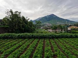 l'aspetto del monte merapi boyolali, java centrale visto dal lato nord con terreno agricolo in primo piano foto