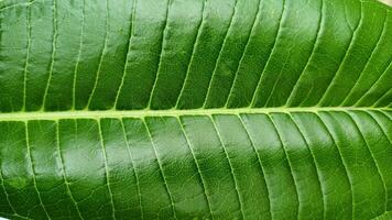 foto di foglie verdi fresche