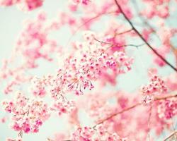 fiori di ciliegio rosa foto