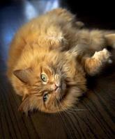 paffuto gatto zenzero sul pavimento foto