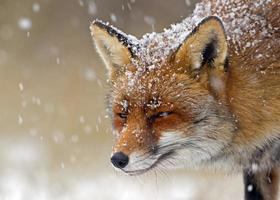 volpe rossa in un ambiente invernale foto