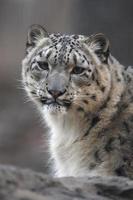 snow leopard, uncia unci, foto