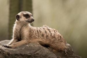 il meerkat foto