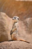 suricate meerkat - suricata suricatta