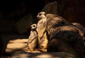 meerkat madre e figlio.