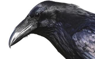 ritratto di corvo
