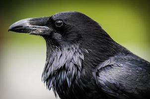 corvo comune (corvus corax) foto