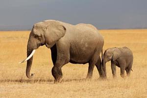 elefante africano con vitello foto