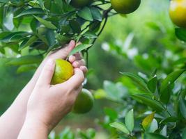 primo piano di donna che raccoglie a mano mandarini maturi dall'albero su piantagione biologica. arance con vitamina c. concetto di frutta salutare foto