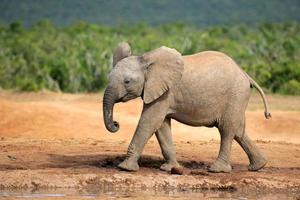 giovane elefante africano foto
