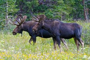 alci nelle montagne rocciose del Colorado. due tori in un campo di fiori di campo. foto