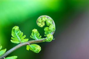 chiudere la spirale di foglie foto