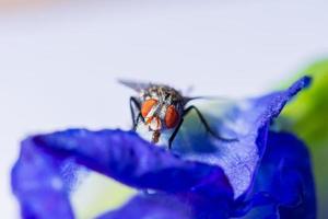 le mosche si sono fermate sui fiori foto