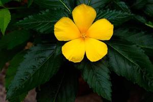 fiore giallo in giardino foto
