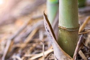 il tronco di un albero di bambù che è completamente cresciuto su un crinale con riflesso lente foto