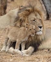 adulto con cucciolo di leone bambino in Sudafrica foto
