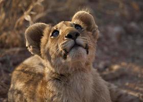 cucciolo di leone (panthera leo) foto