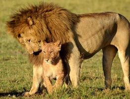 leoni serengeti
