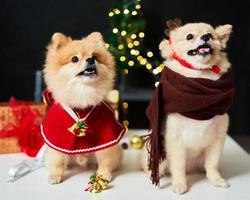 soffice cane pomeranian con un bordo di un berretto in corno di cervo vicino all'albero di natale e scatola regalo. sfondo di decorazioni di Capodanno. animale domestico e vacanza foto