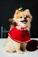 soffice cane pomeranian con un bordo di un berretto in corno di cervo vicino all'albero di natale e scatola regalo. sfondo di decorazioni di Capodanno. animale domestico e vacanza foto