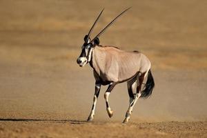 in esecuzione antilope gemsbok foto