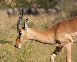 antilope in botswana foto