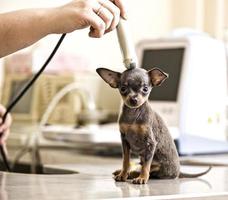Terrier di giocattolo esaminato in ospedale per animali foto