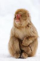 scimmia di neve foto