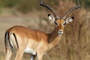 impala maschio, serengeti, tanzania foto