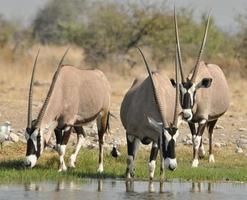 antilope gemsbok foto