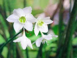 giglio amazzonico, eucharis lily, eucharis grandiflora, bellissimi fiori bianchi di una pianta tropicale con foglie verdi che fioriscono nel giardino estivo foto