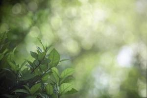 bellissimo sfondo verde naturale, primo piano di foglie verdi fresche sotto la luce del sole al mattino presto. pianta a foglia verde al sole, carta da parati di mattina di primavera foto