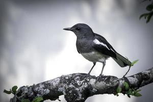 gazza orientale robin brid copsychus saularis appollaiato su un albero in giardino estivo. foto