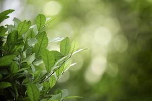 bellissimo sfondo verde naturale, primo piano di foglie verdi fresche sotto la luce del sole al mattino presto. pianta a foglia verde al sole, carta da parati di mattina di primavera foto